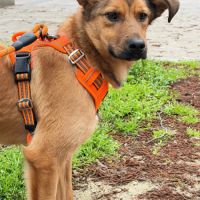 A adopter barni se trouve en famille d'accueil 75 #2