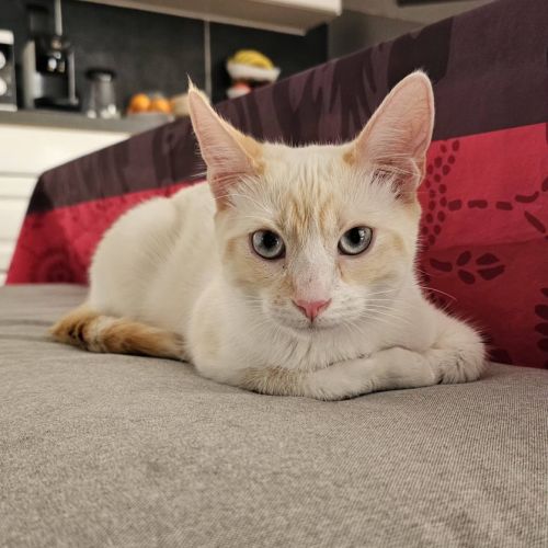 Caramel, adorable chaton à l'adoption #2