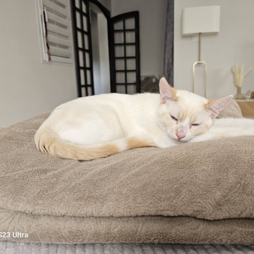 Caramel, adorable chaton à l'adoption #3