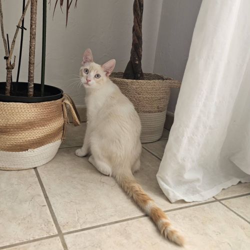 Caramel, adorable chaton à l'adoption #5