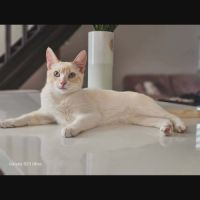 Caramel, adorable chaton à l'adoption