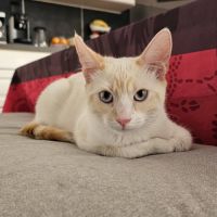 Caramel, adorable chaton à l'adoption #2