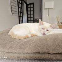 Caramel, adorable chaton à l'adoption #3