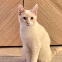 Caramel, adorable chaton à l'adoption #4