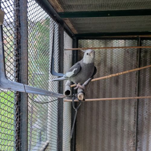 Couple de calopsittes #1