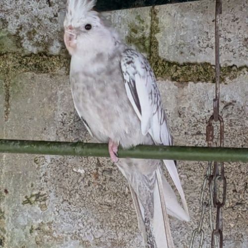 Couple de calopsittes #0