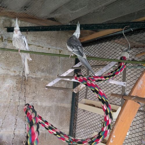 Couple de calopsittes #3