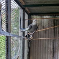 Couple de calopsittes #1