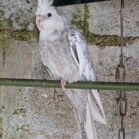 Couple de calopsittes