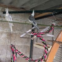 Couple de calopsittes #3