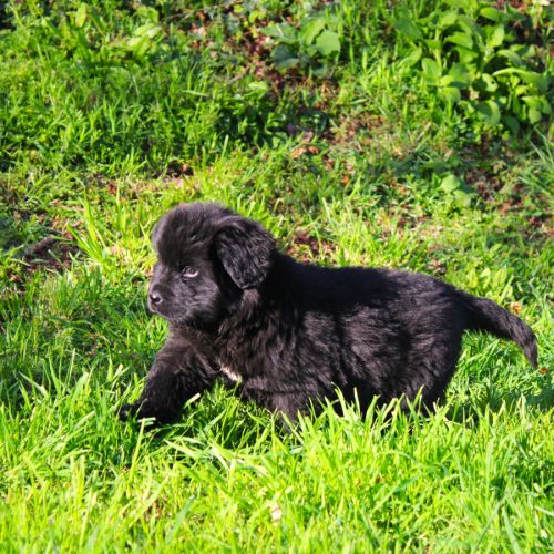 Chiot femelle terre neuve non lof newfoundland #1
