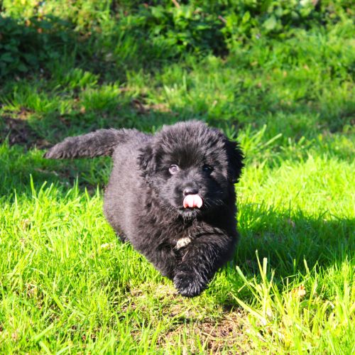 Chiot femelle terre neuve non lof newfoundland #0