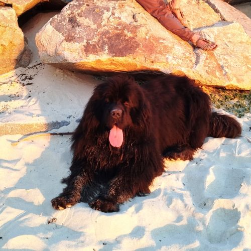 Chiot femelle terre neuve non lof newfoundland #5