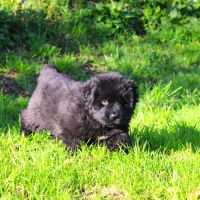 Chiot femelle terre neuve non lof newfoundland #3
