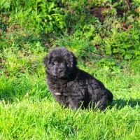 Chiot femelle terre neuve non lof newfoundland #4