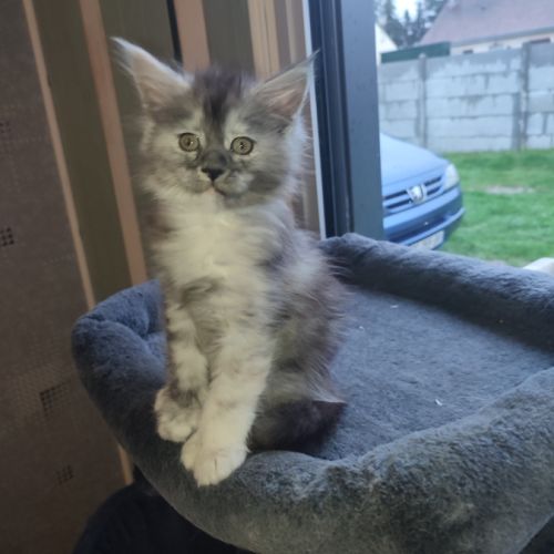 Femelle maine coon pp #3