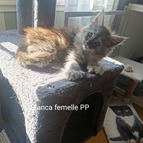 Femelle maine coon pp #5