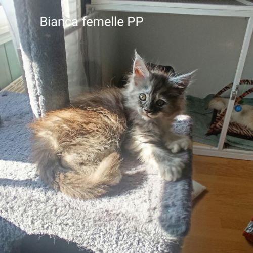 Femelle maine coon pp