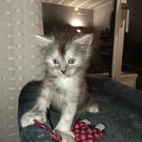 Femelle maine coon pp #1