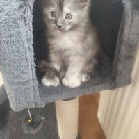 Femelle maine coon pp #2