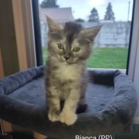 Femelle maine coon pp #4