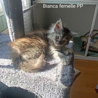 Femelle maine coon pp #7