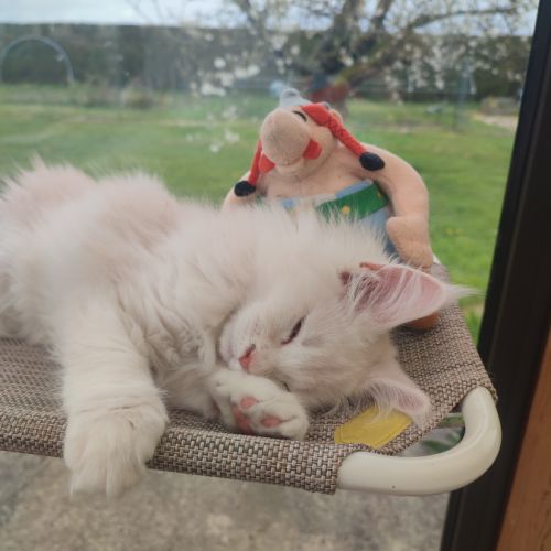 Chaton maine coon #3