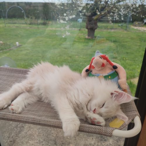 Chaton maine coon #4