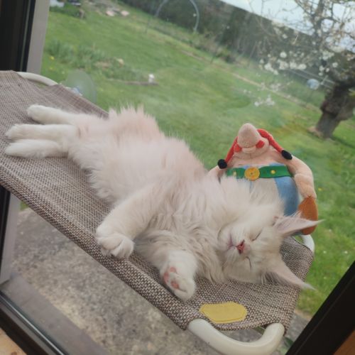 Chaton maine coon #5