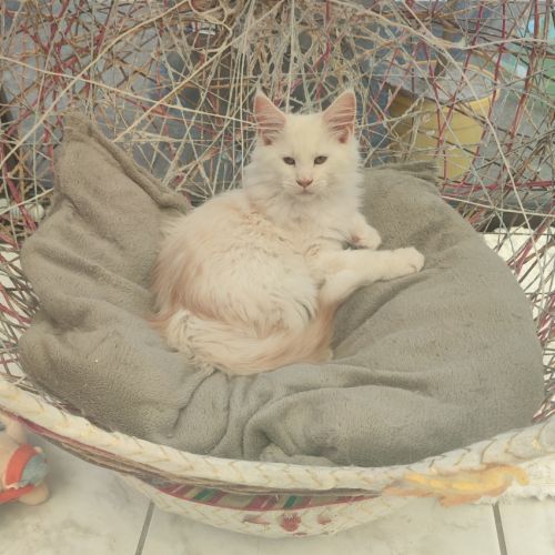Chaton maine coon