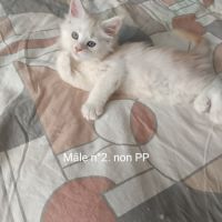 Chaton maine coon #1