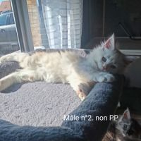 Chaton maine coon #3