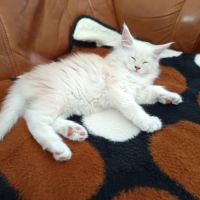 Chaton maine coon #1