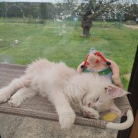 Chaton maine coon #4