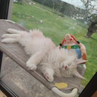 Chaton maine coon #5