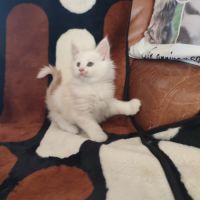 Chaton maine coon