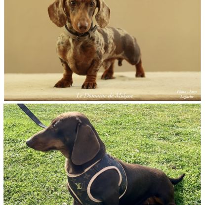 Magnifiques chiots teckels nain poil ras lof #1