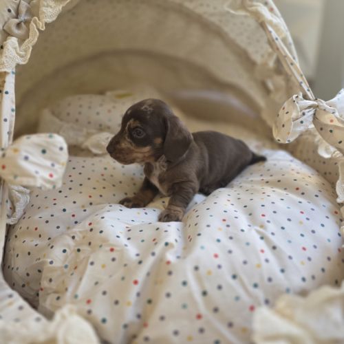 Magnifiques chiots teckels nain poil ras lof #3