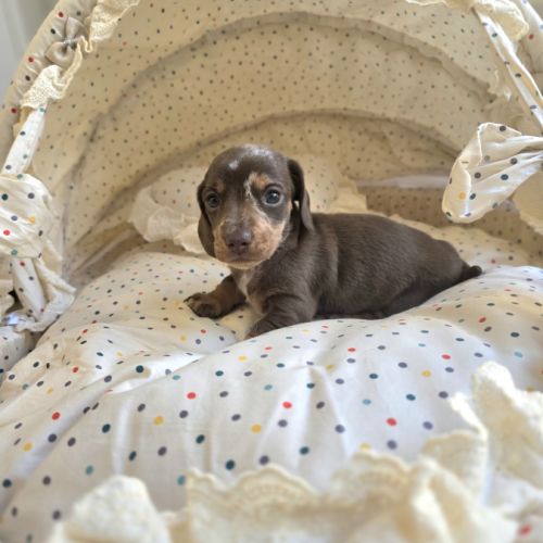 Magnifiques chiots teckels nain poil ras lof #4