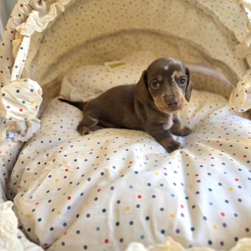 Magnifiques chiots teckels nain poil ras lof #5