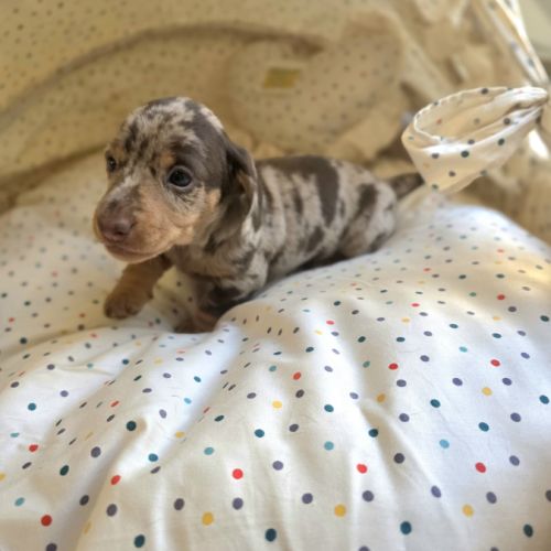 Magnifiques chiots teckels nain poil ras lof #7