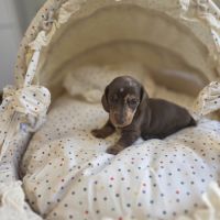 Magnifiques chiots teckels nain poil ras lof #2