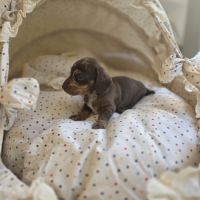 Magnifiques chiots teckels nain poil ras lof #3