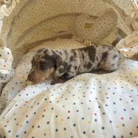 Magnifiques chiots teckels nain poil ras lof