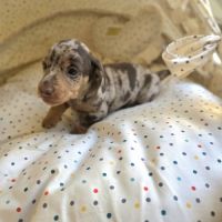 Magnifiques chiots teckels nain poil ras lof #7