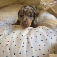 Magnifiques chiots teckels nain poil ras lof #8