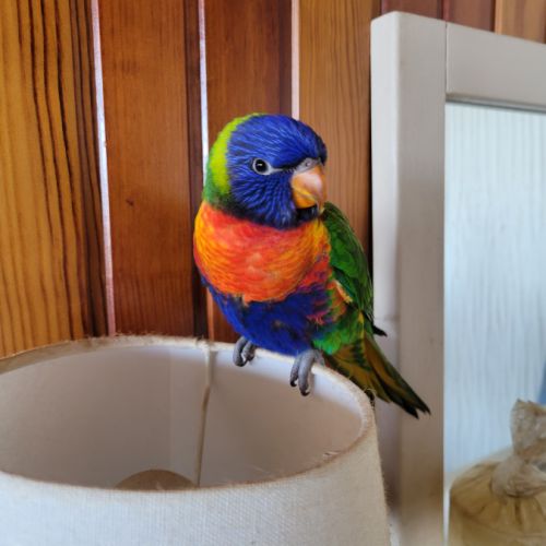 Perroquet lorriquet arc en ciel #0