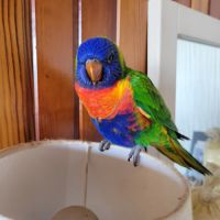 Perroquet lorriquet arc en ciel #1