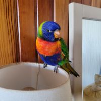 Perroquet lorriquet arc en ciel