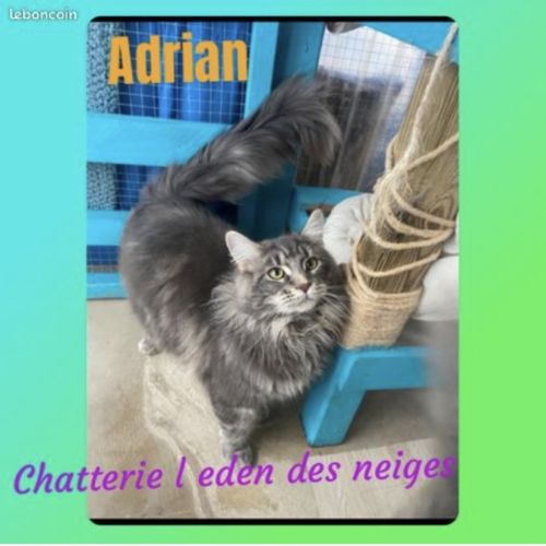 Maine coon loof black silver tabby – fils de champ